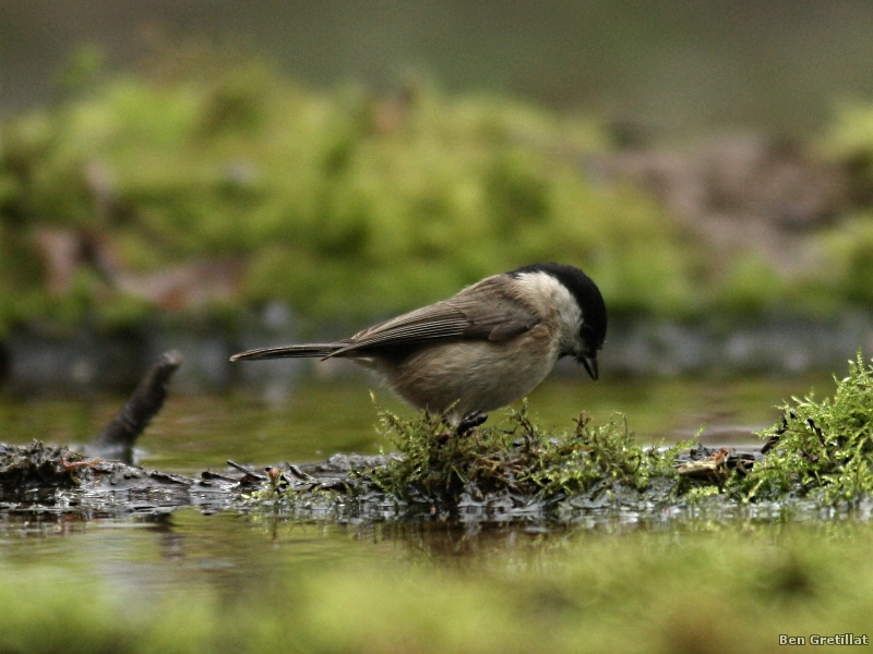 Photo Oiseaux Mésange nonnette (Poecile palustris)