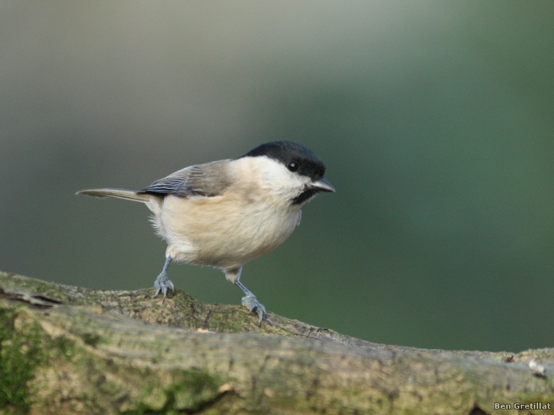 Photo Oiseaux Mésange nonnette (Poecile palustris)