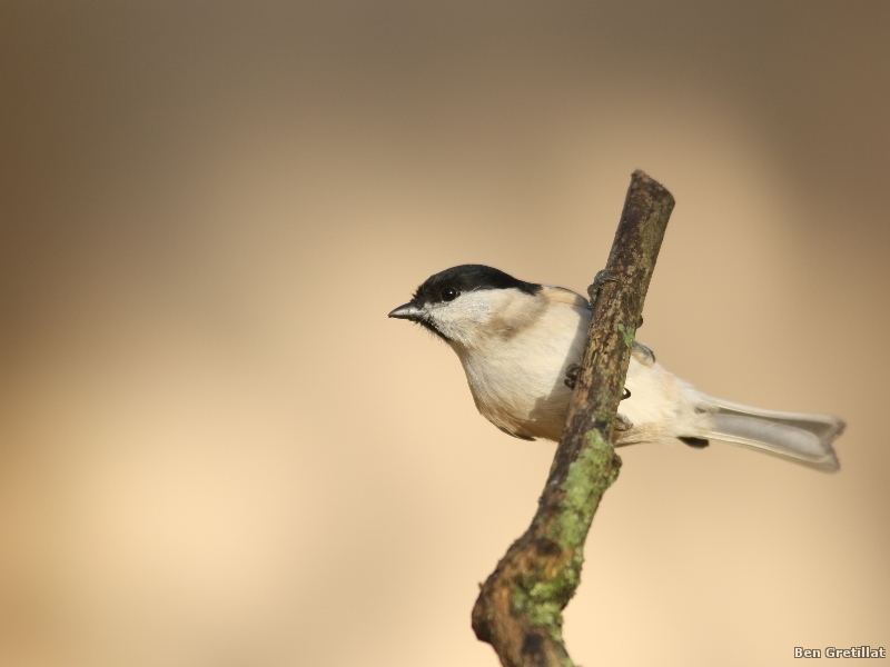 Photo Oiseaux Mésange nonnette (Poecile palustris)