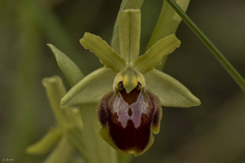 Photo Flore ophrys araignée (Ophrys aranifera)