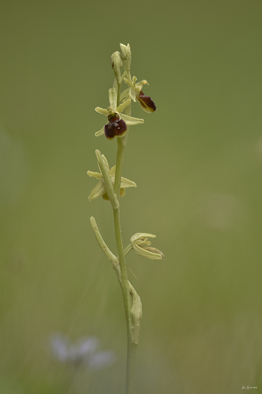 Photo Flore ophrys araignée (Ophrys aranifera)