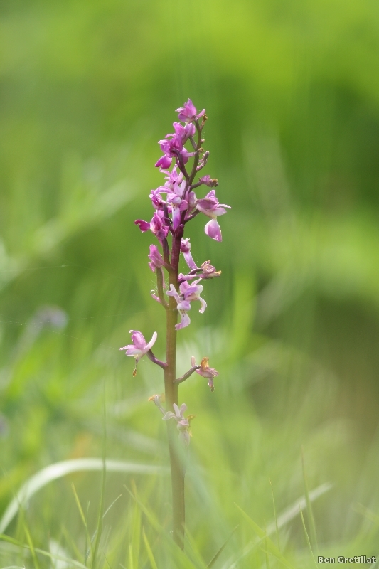 Photo Flore orchis bouffon (Anacamptis morio)