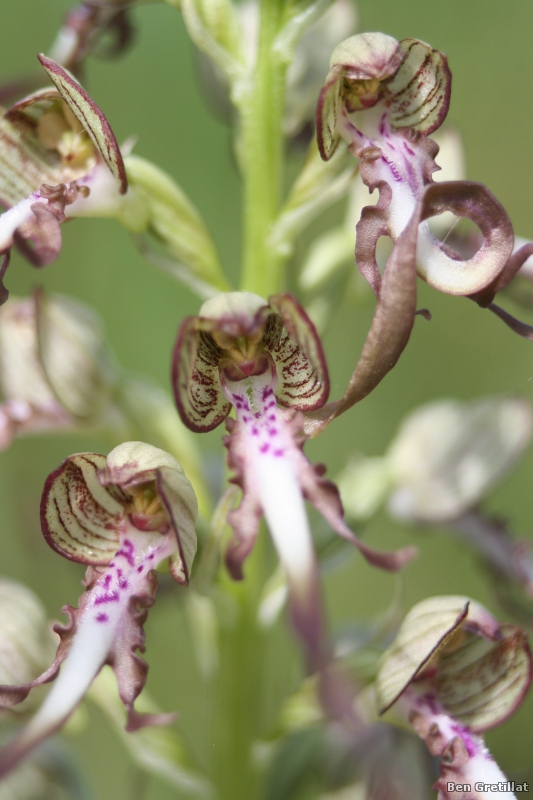 Photo Flore orchis bouc (Himantoglossum hircinum)