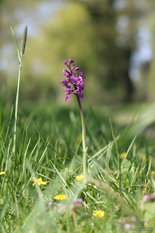 Photo Flore orchis bouffon (Anacamptis morio)