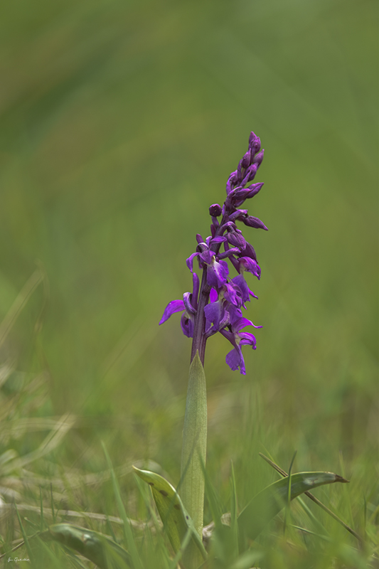 Photo Flore orchis mâle (orchis mascula)