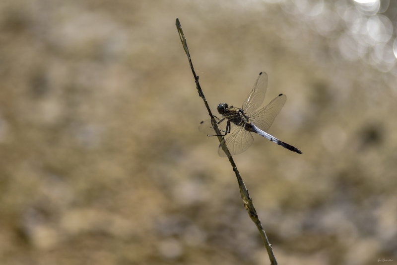 Photo Insectes Orthetrum réticulé (Orthetrum cancellatum)