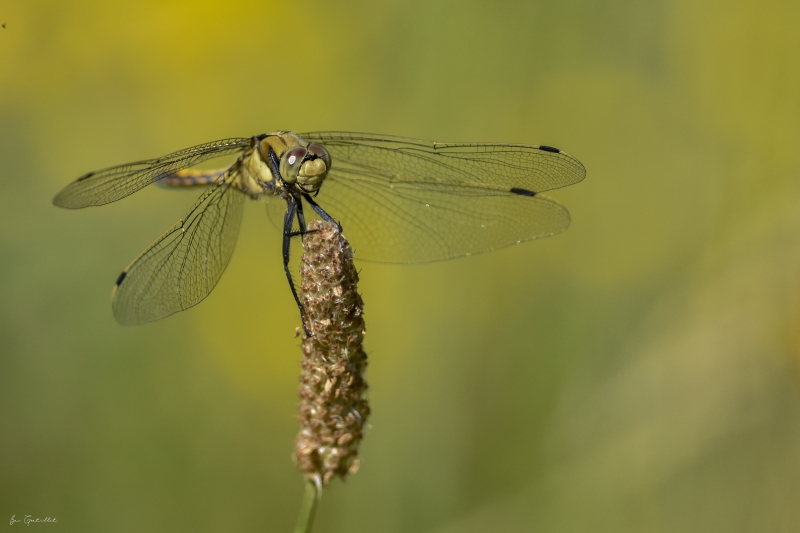 Photo Insectes Orthetrum réticulé (Orthetrum cancellatum)