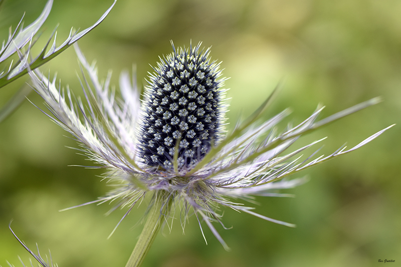 Photo Flore Panicaut des Alpes (Eryngium alpinum)