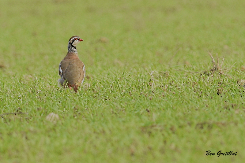 Photo Oiseaux Perdrix rouge (Alectoris rufa)