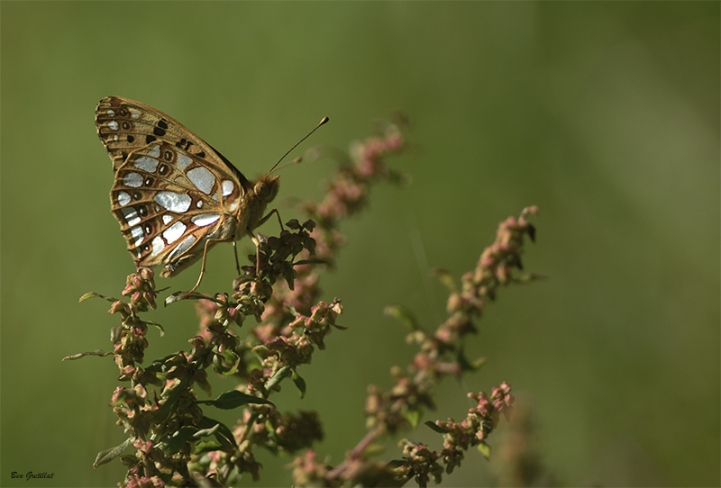 Photo Insectes Petit nacré (Issoria lathonia)