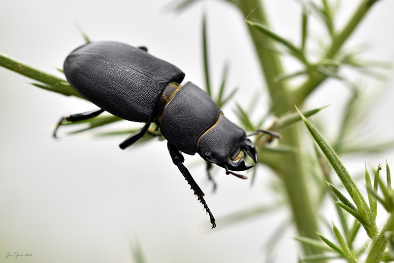 Photo Insectes Petite biche (Dorcus parallelipipedus)