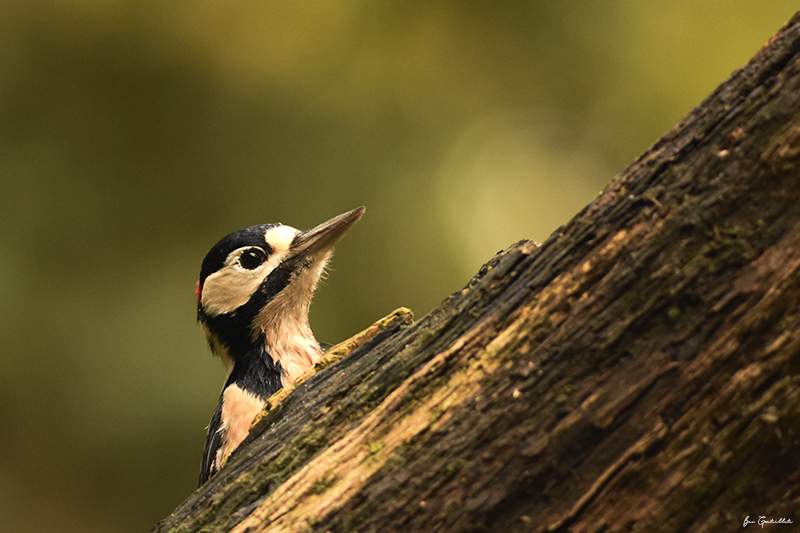 Photo Oiseaux Pic épeiche (Dendrocopos major)