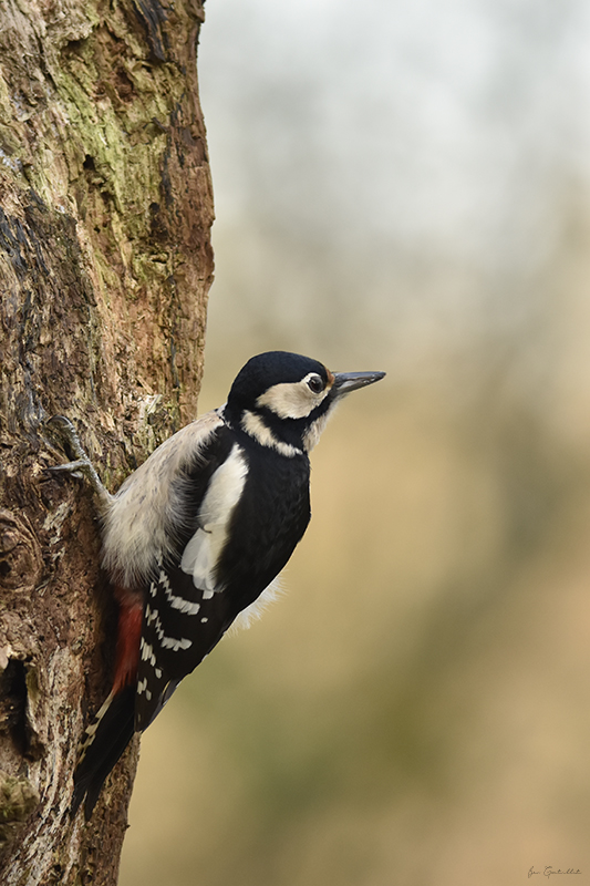 Photo Oiseaux Pic épeiche (Dendrocopos major)