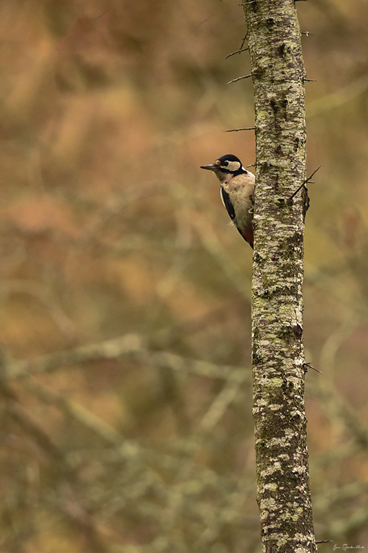 Photo Oiseaux Pic épeiche (Dendrocopos major)