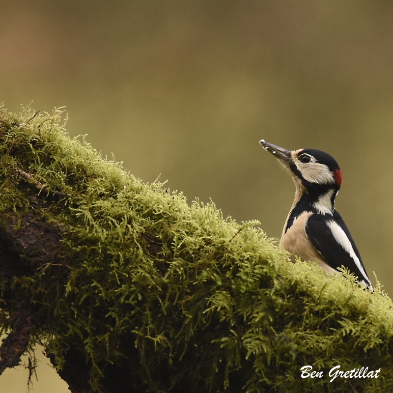 Photo Oiseaux Pic épeiche (Dendrocopos major)