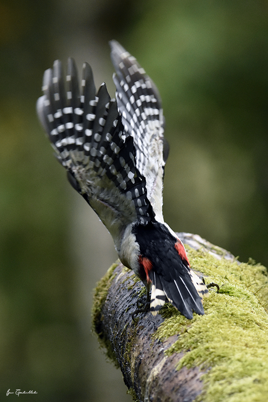 Photo Oiseaux Pic épeiche (Dendrocopos major)