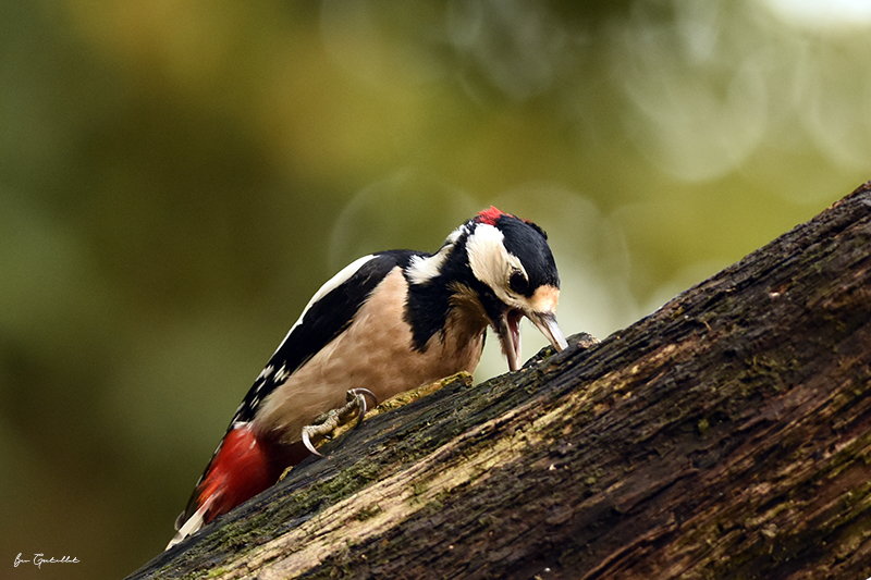 Photo Oiseaux Pic épeiche (Dendrocopos major)