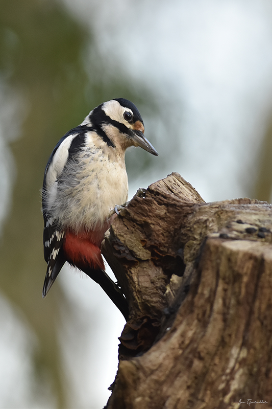 Photo Oiseaux Pic épeiche (Dendrocopos major)