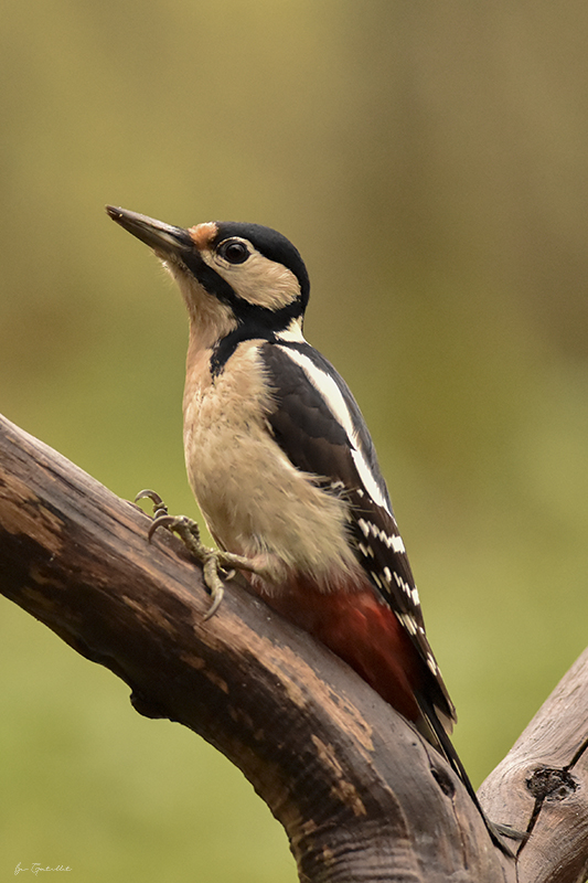 Photo Oiseaux Pic épeiche (Dendrocopos major)