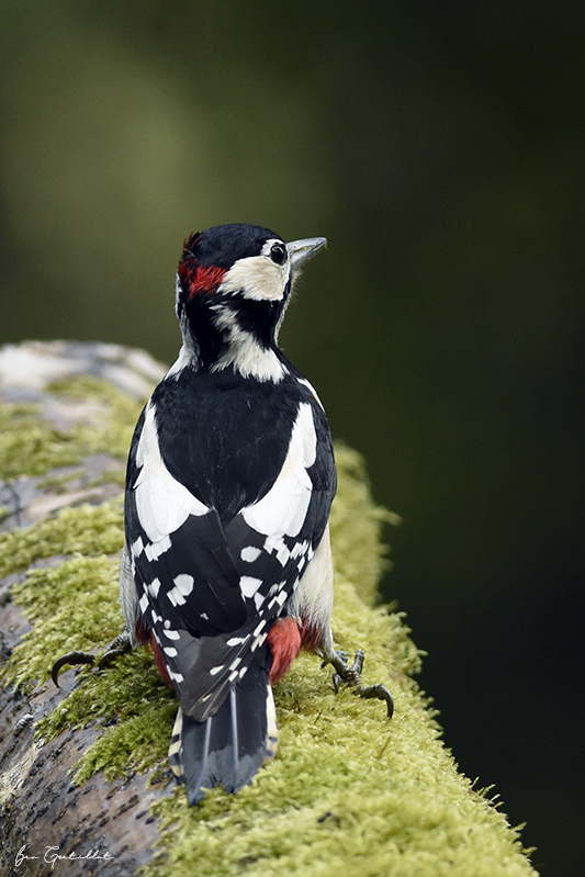 Photo Oiseaux Pic épeiche (Dendrocopos major)