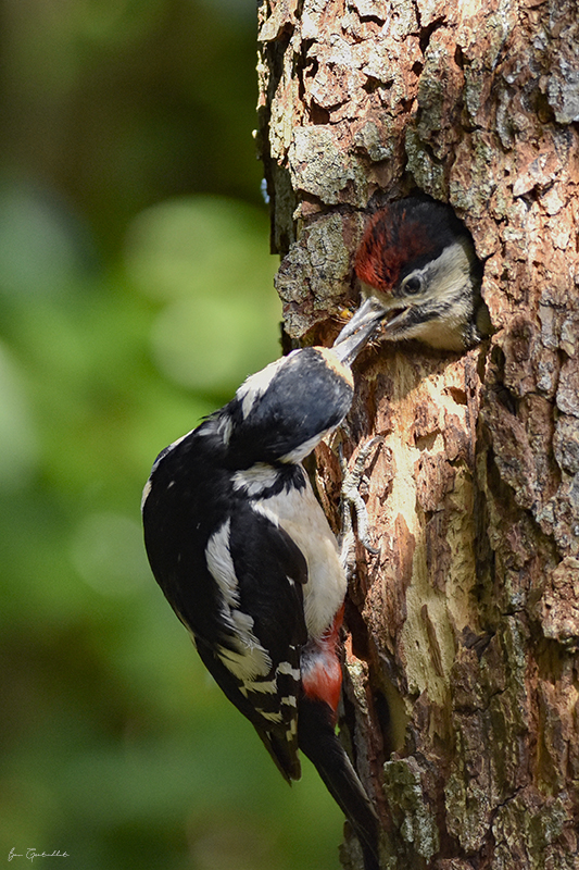 Photo Oiseaux Pic épeiche (Dendrocopos major)