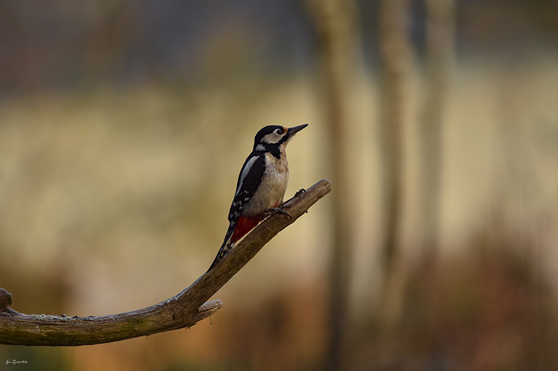 Photo Oiseaux Pic épeiche (Dendrocopos major)