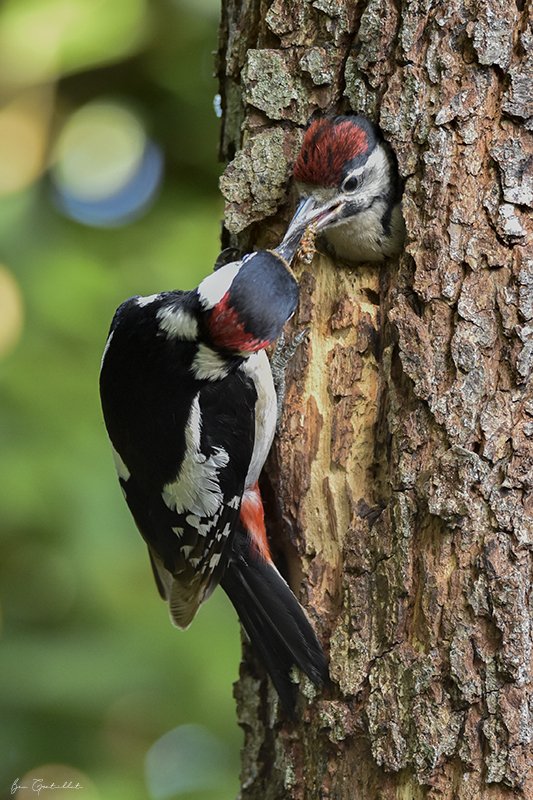 Photo Oiseaux Pic épeiche (Dendrocopos major)