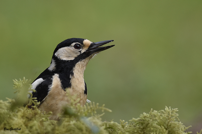 Photo Oiseaux Pic épeiche (Dendrocopos major)