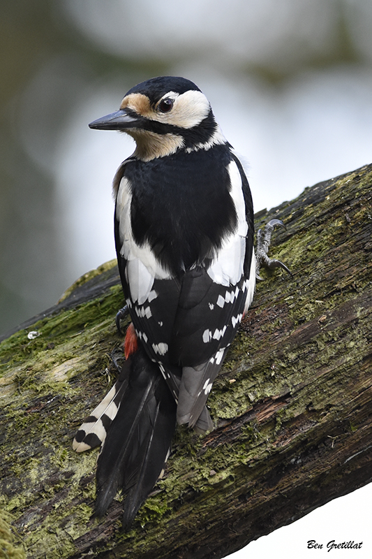 Photo Oiseaux Pic épeiche (Dendrocopos major)