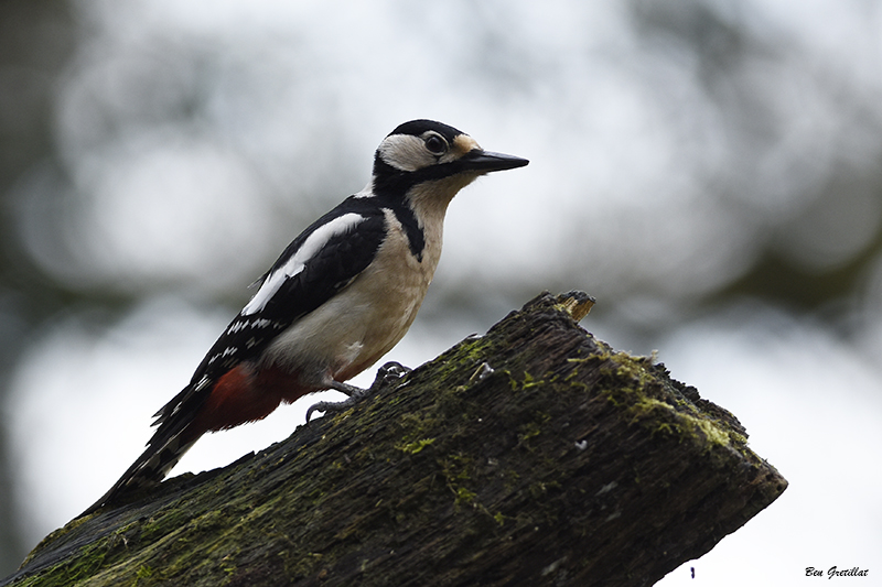 Photo Oiseaux Pic épeiche (Dendrocopos major)