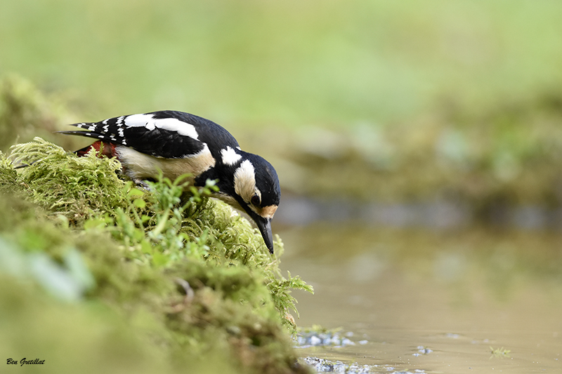 Photo Oiseaux Pic épeiche (Dendrocopos major)