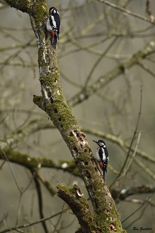 Photo Oiseaux Pic épeiche (Dendrocopos major)