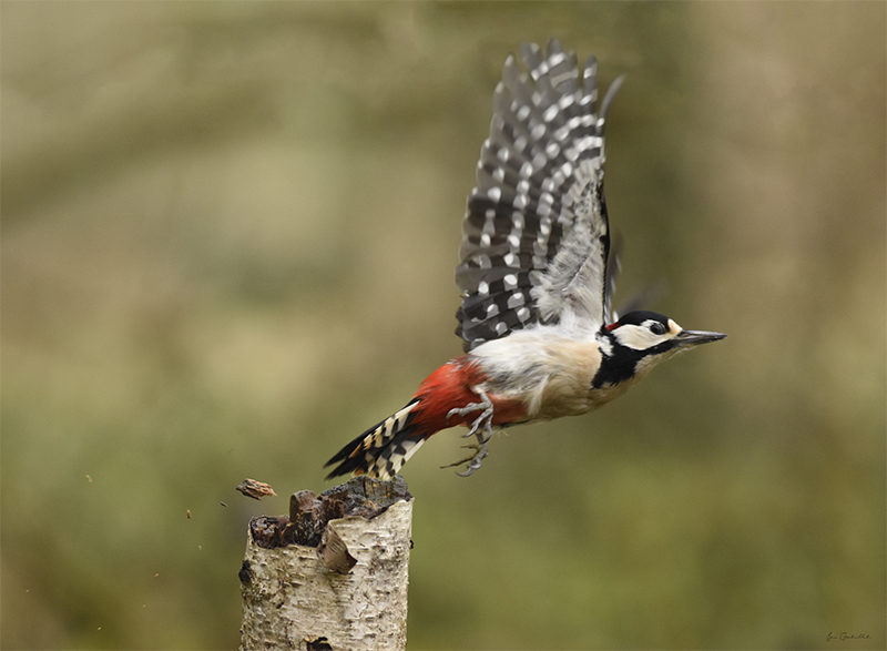 Photo Oiseaux Pic épeiche (Dendrocopos major)