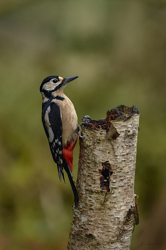 Photo Oiseaux Pic épeiche (Dendrocopos major)