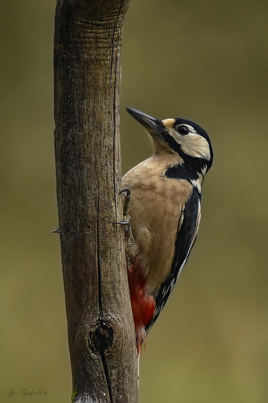 Photo Oiseaux Pic épeiche (Dendrocopos major)