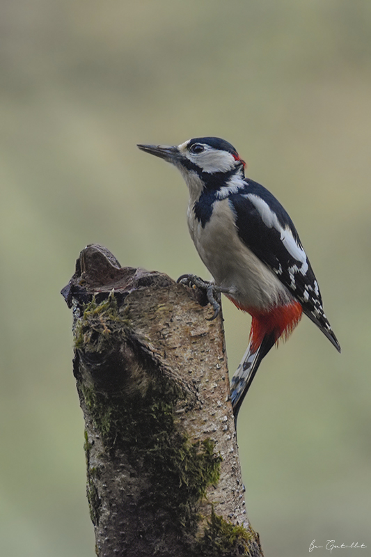 Photo Oiseaux Pic épeiche (Dendrocopos major)