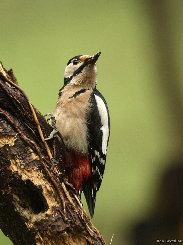 Photo Oiseaux Pic épeiche (Dendrocopos major)