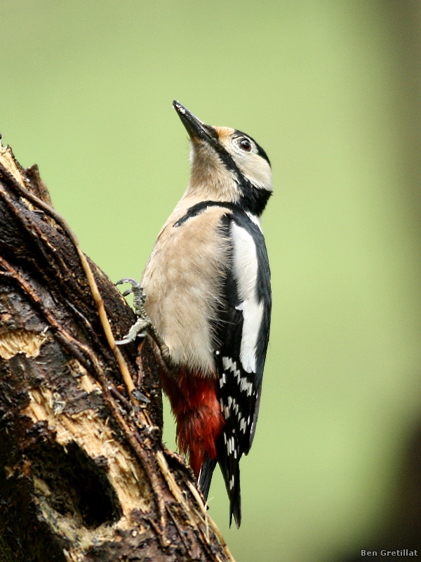 Photo Oiseaux Pic épeiche (Dendrocopos major)