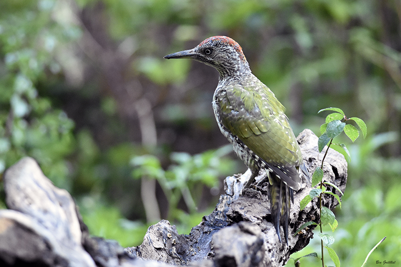 Photo Oiseaux Pic vert (Picus viridis)