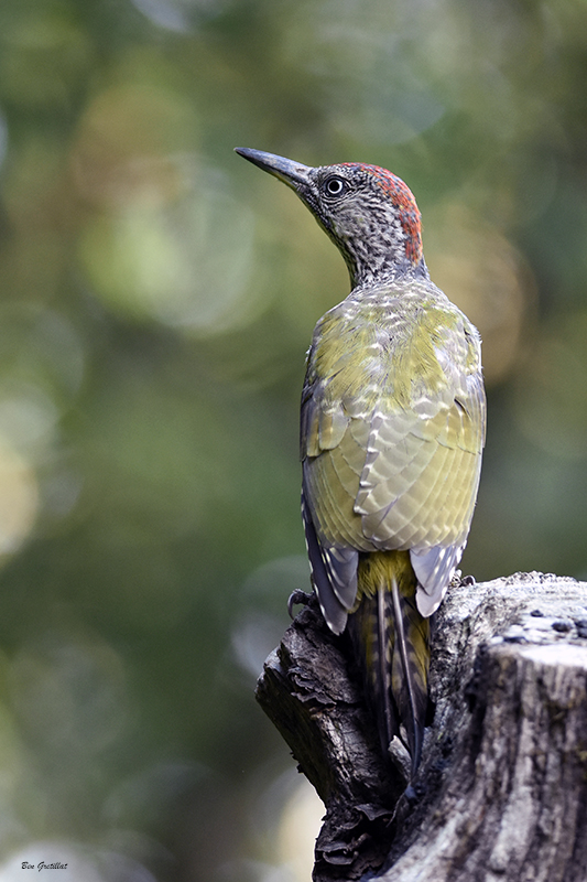 Photo Oiseaux Pic vert (Picus viridis)