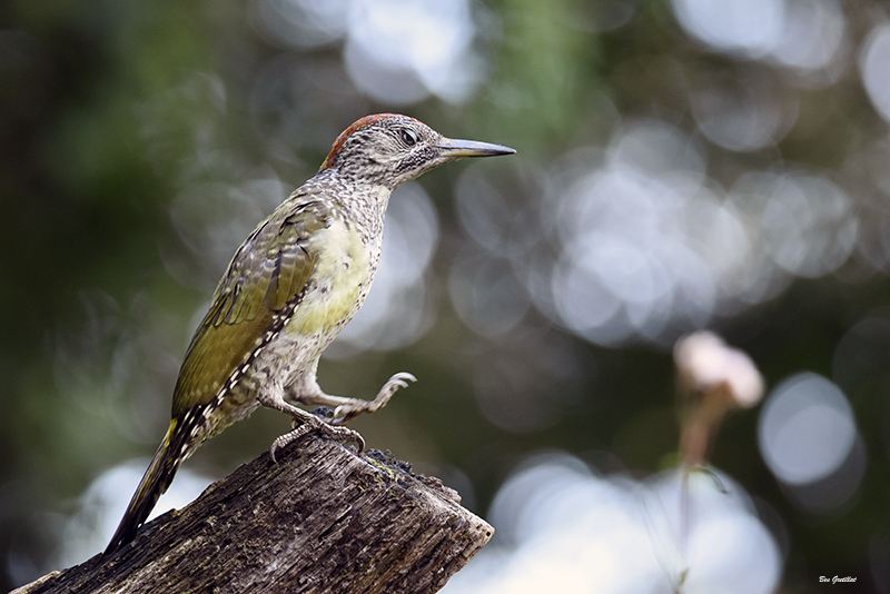 Photo Oiseaux Pic vert (Picus viridis)