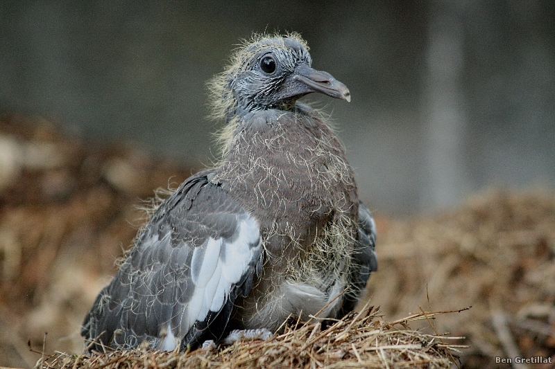 Photo Oiseaux Pigeon ramier (Columba palumbus)