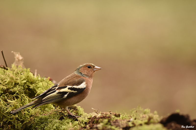 Photo Oiseaux Pinson des arbres (Fringilla coelebs)