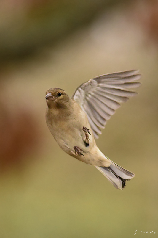 Photo Oiseaux Pinson des arbres (Fringilla coelebs)