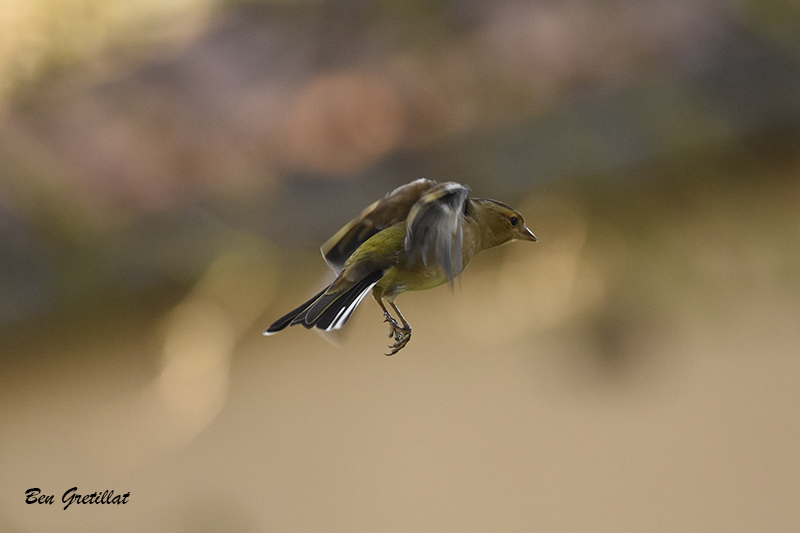 Photo Oiseaux Pinson des arbres (Fringilla coelebs)