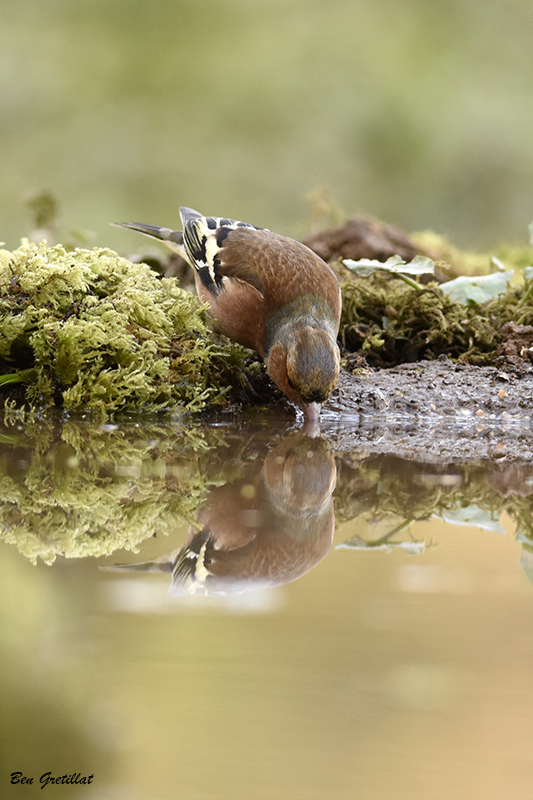 Photo Oiseaux Pinson des arbres (Fringilla coelebs)