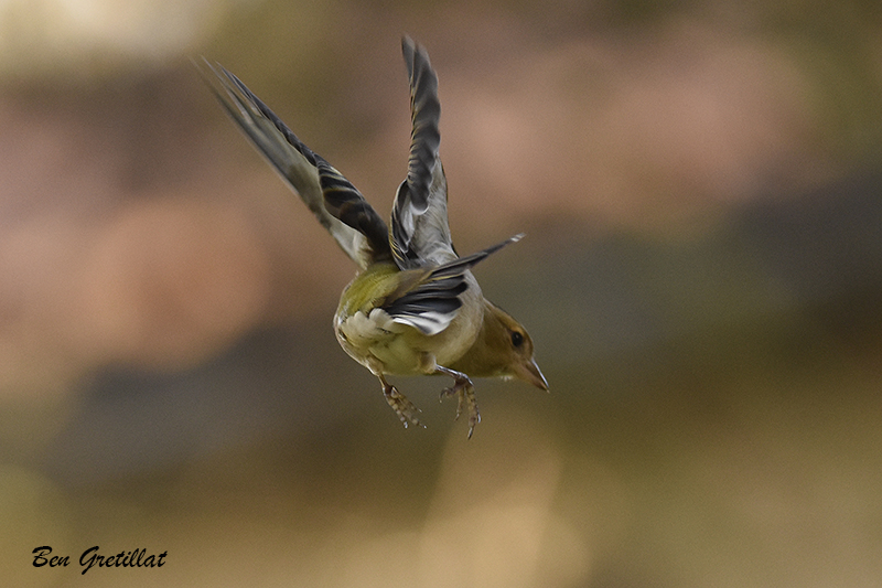 Photo Oiseaux Pinson des arbres (Fringilla coelebs)