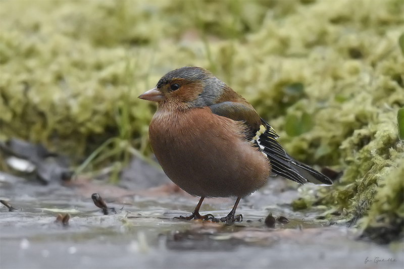 Photo Oiseaux Pinson des arbres (Fringilla coelebs)