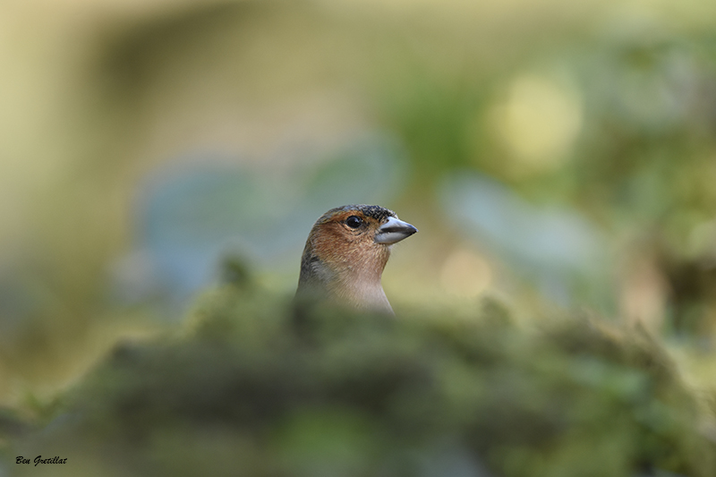 Photo Oiseaux Pinson des arbres (Fringilla coelebs)