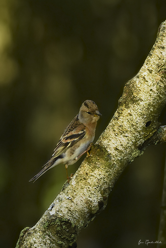 Photo Oiseaux Pinson du Nord (Fringilla montifringilla)